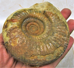 Perfect Leptosphinctes ammonite fossil (107 mm)