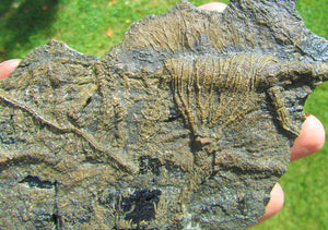 Rare big complete crinoid on driftwood fossil (200 mm)