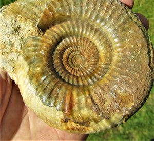 Perfect Leptosphinctes ammonite fossil (107 mm)