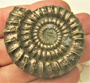 Large uncommon Orthechioceras ammonite (52 mm)