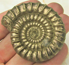 Load image into Gallery viewer, Large uncommon Orthechioceras ammonite (52 mm)
