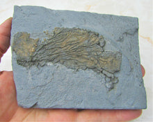 Load image into Gallery viewer, Rare complete crinoid head in shale display fossil
