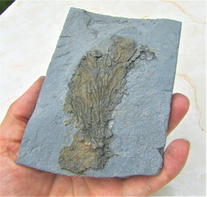 Rare complete crinoid head in shale display fossil