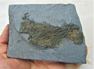 Rare complete crinoid head in shale display fossil