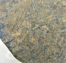 Load image into Gallery viewer, Huge uncommon crinoid (255 mm) colony &lt;em&gt;Pentacrinites&lt;/em&gt;
