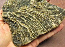 Load image into Gallery viewer, Large detailed crinoid head (173 mm)

