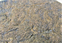 Load image into Gallery viewer, Huge uncommon crinoid (255 mm) colony &lt;em&gt;Pentacrinites&lt;/em&gt;
