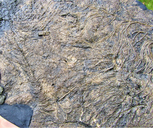 Huge uncommon crinoid (255 mm) colony <em>Pentacrinites</em>