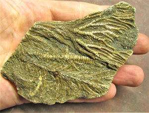 Large crinoid fossil (115 mm)