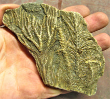 Load image into Gallery viewer, Large crinoid fossil (115 mm)
