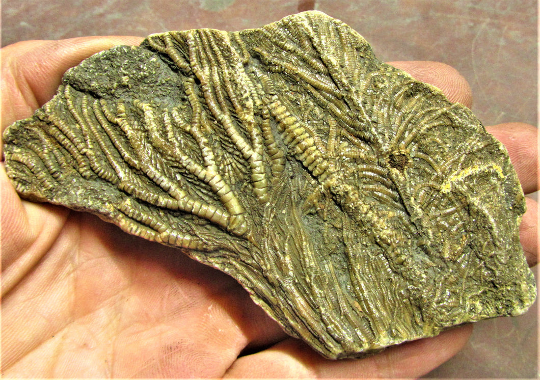 Large crinoid fossil (115 mm)