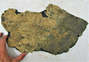 Huge crinoid colony fossil (380 mm)