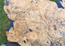 Load image into Gallery viewer, Huge crinoid colony fossil (380 mm)
