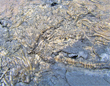 Load image into Gallery viewer, Huge uncommon crinoid (265 mm) colony &lt;em&gt;Pentacrinites&lt;/em&gt;
