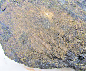 Huge uncommon crinoid (265 mm) colony <em>Pentacrinites</em>