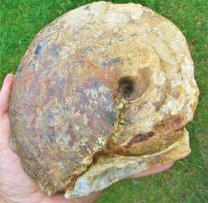 Uncommon large Strigoceras ammonite display fossil