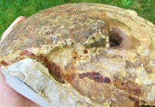 Load image into Gallery viewer, Uncommon large Strigoceras ammonite display fossil
