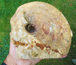 Uncommon large Strigoceras ammonite display fossil