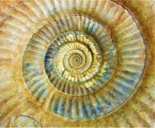 Load image into Gallery viewer, High-quality Leptosphinctes display ammonite (168 mm)
