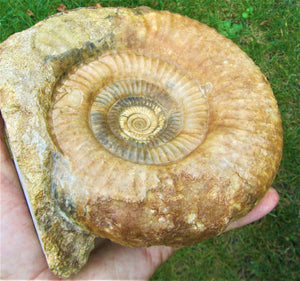 High-quality Leptosphinctes display ammonite (168 mm)