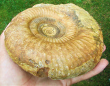 Load image into Gallery viewer, High-quality Leptosphinctes display ammonite (168 mm)
