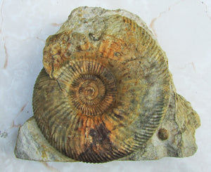 <em>Parkinsonia dorsetensis</em> ammonite display fossil