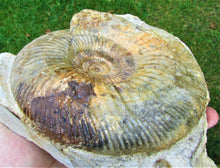 Load image into Gallery viewer, &lt;em&gt;Parkinsonia dorsetensis&lt;/em&gt; ammonite display fossil

