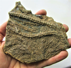 Large detailed crinoid fossil (140 mm)