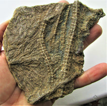Load image into Gallery viewer, Large detailed crinoid fossil (140 mm)

