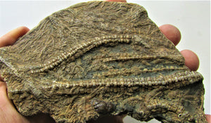 Large detailed crinoid fossil (140 mm)