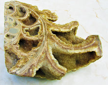 Load image into Gallery viewer, Large &lt;em&gt;Asteroceras stellare&lt;/em&gt; polished ammonite display piece
