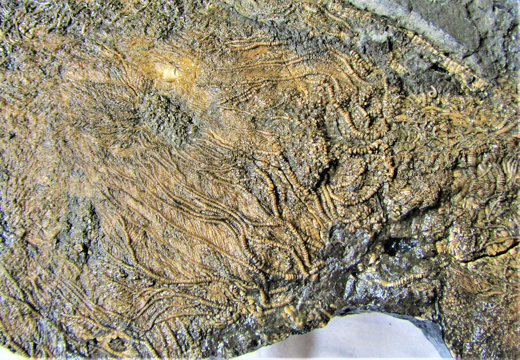 Huge uncommon crinoid (265 mm) colony <em>Pentacrinites</em>