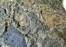 Load image into Gallery viewer, Huge uncommon crinoid (265 mm) colony &lt;em&gt;Pentacrinites&lt;/em&gt;
