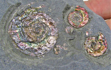 Load image into Gallery viewer, Rainbow iridescent Psiloceras multi-ammonite display piece
