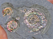 Load image into Gallery viewer, Rainbow iridescent Psiloceras multi-ammonite display piece
