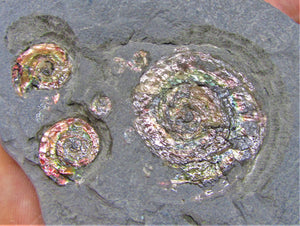 Rainbow iridescent Psiloceras multi-ammonite display piece