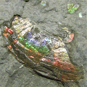 Rainbow iridescent double Psiloceras ammonite display piece