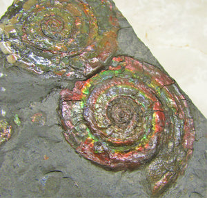 Rainbow iridescent double Psiloceras ammonite display piece