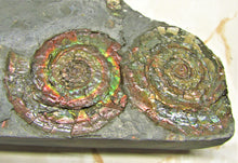 Load image into Gallery viewer, Rainbow iridescent double Psiloceras ammonite display piece
