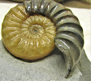 Asteroceras obtusum display ammonite (78 mm)