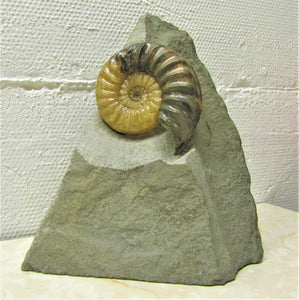 Asteroceras obtusum display ammonite (78 mm)