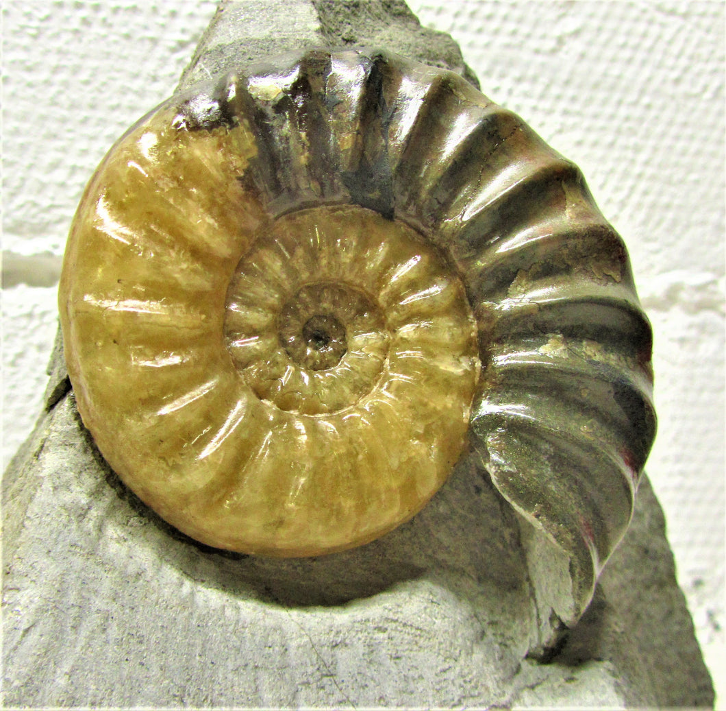 Asteroceras obtusum display ammonite (78 mm)