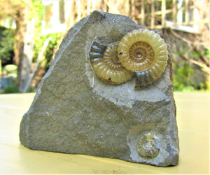 "Popped" calcite multi-Promicroceras ammonite display piece