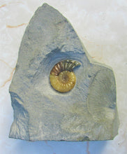 Load image into Gallery viewer, Asteroceras obtusum display ammonite (47 mm)
