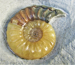 Asteroceras obtusum display ammonite (47 mm)