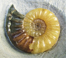 Load image into Gallery viewer, Asteroceras obtusum display ammonite (47 mm)
