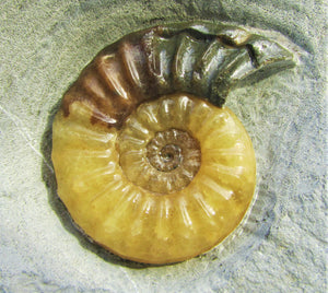 Asteroceras obtusum display ammonite (47 mm)