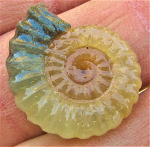 "Popped" calcite Promicroceras ammonite display piece