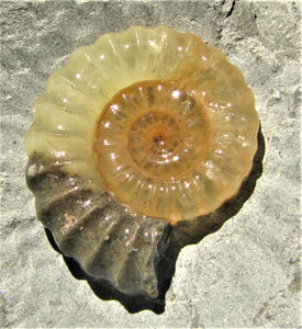 "Popped" calcite Promicroceras ammonite display piece