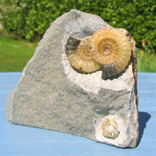 Load image into Gallery viewer, &quot;Popped&quot; calcite multi-Promicroceras ammonite display piece
